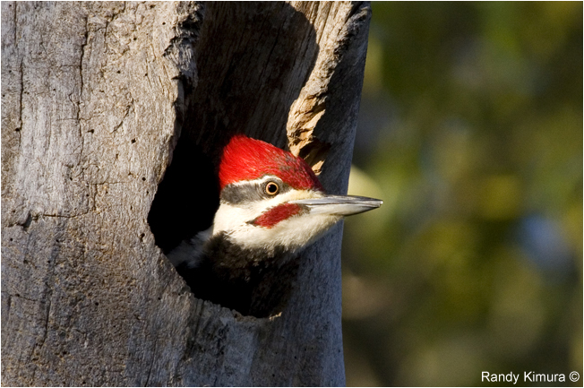 Pileated Woodpecker by Randy Kimura ©